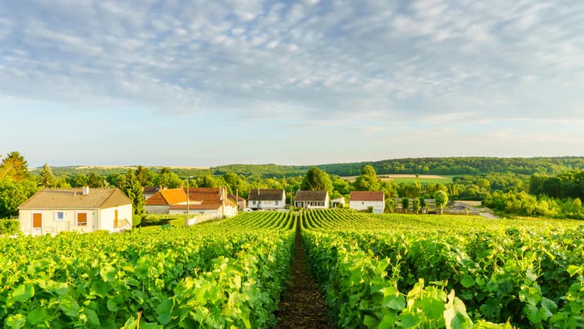 Champagne Region scene